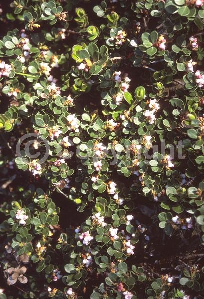 Pink blooms; Evergreen; North American Native
