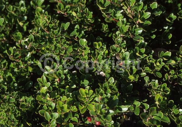 Pink blooms; Evergreen; North American Native