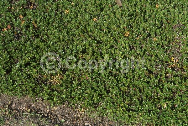 Pink blooms; Evergreen; North American Native
