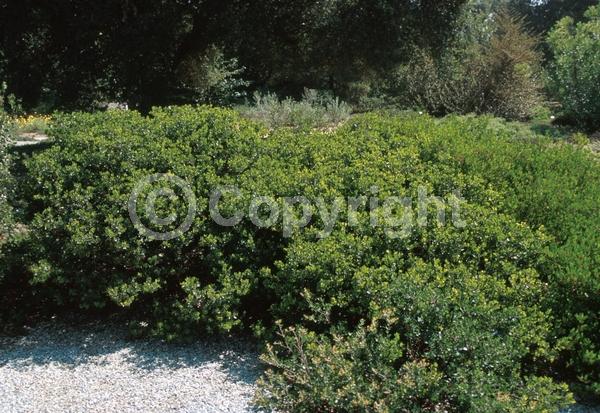 Pink blooms; Evergreen; North American Native