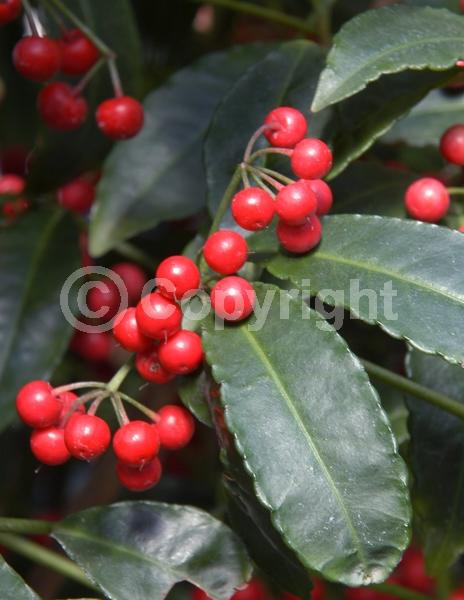 White blooms; Evergreen