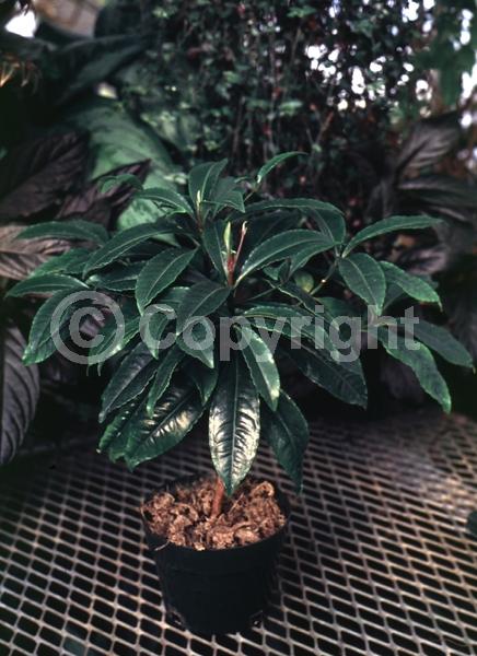 White blooms; Evergreen