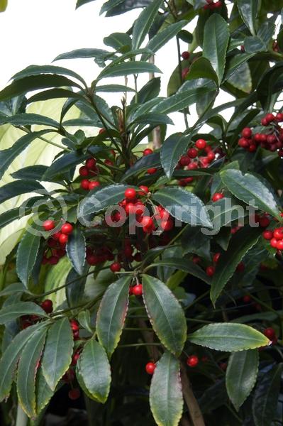 White blooms; Evergreen