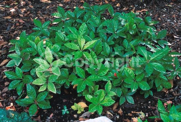 White blooms; Evergreen