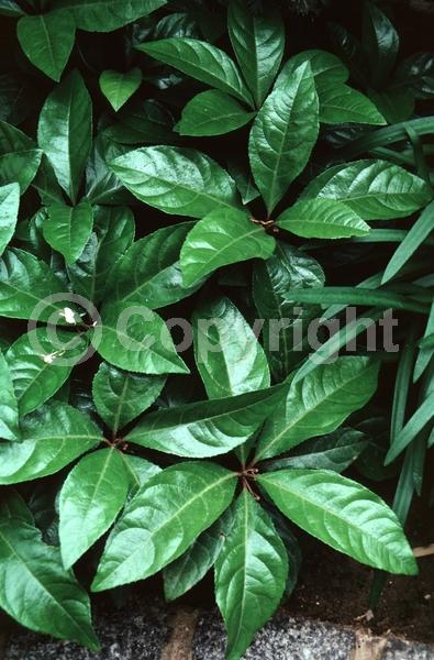 White blooms; Evergreen