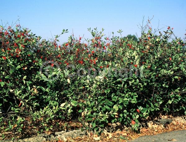 White blooms; Deciduous; Broadleaf