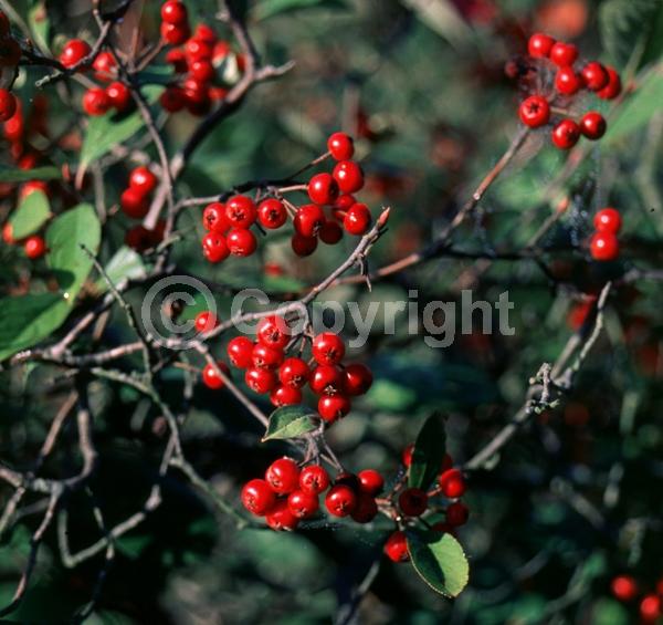 White blooms; Deciduous; Broadleaf