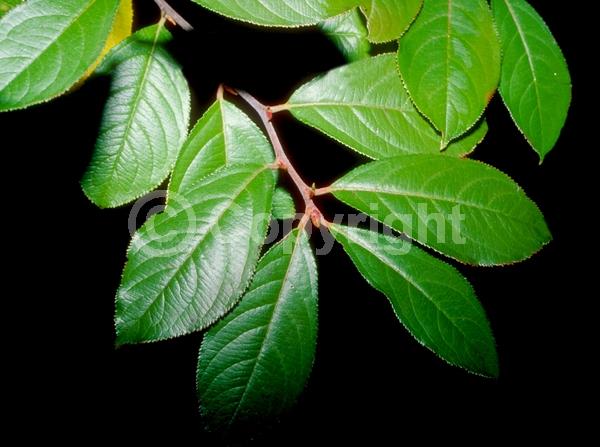 White blooms; Deciduous; Broadleaf; North American Native