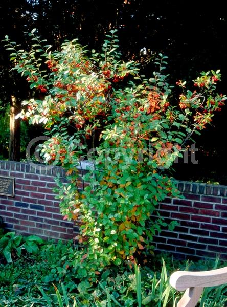 White blooms; Deciduous; Broadleaf; North American Native