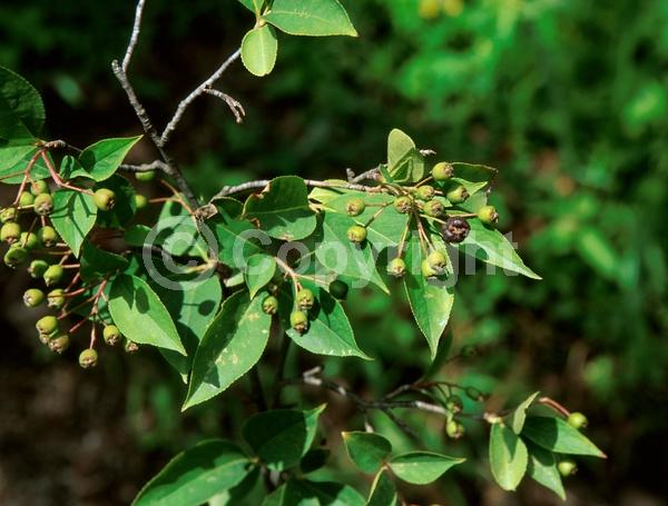 White blooms; Deciduous; Broadleaf; North American Native