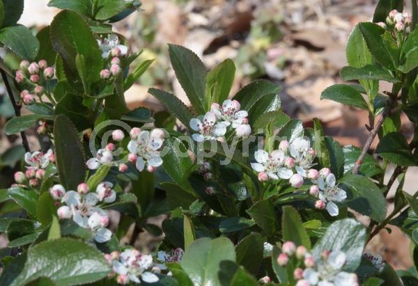 White blooms; Deciduous; Broadleaf; North American Native