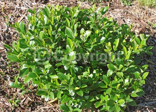 White blooms; Deciduous; Broadleaf; North American Native