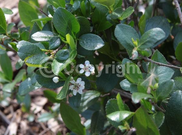 White blooms; Deciduous; Broadleaf; North American Native