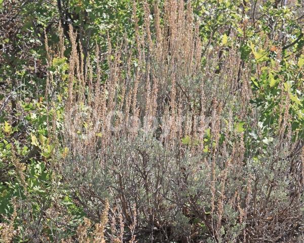 Yellow blooms; Evergreen; North American Native