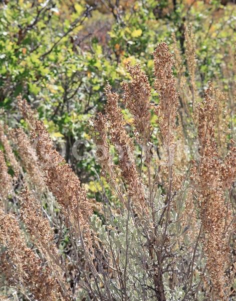 Yellow blooms; Evergreen; North American Native