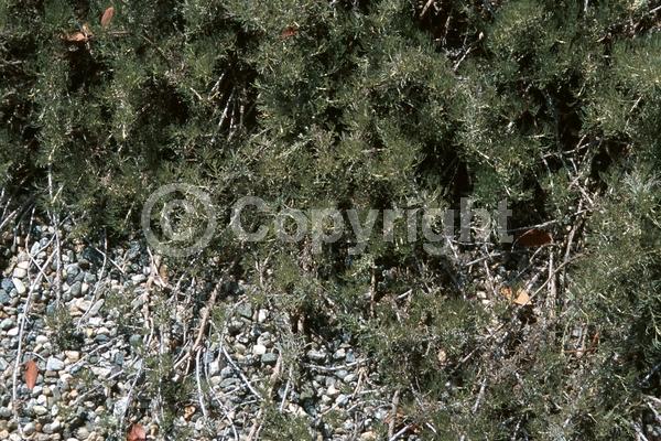 Yellow blooms; Evergreen; Broadleaf