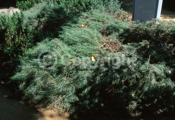 Yellow blooms; Evergreen; Broadleaf