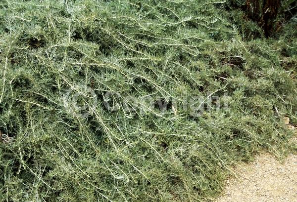 Yellow blooms; Evergreen; Broadleaf; North American Native