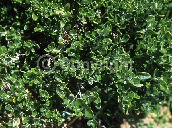 Red blooms; Evergreen; Broadleaf