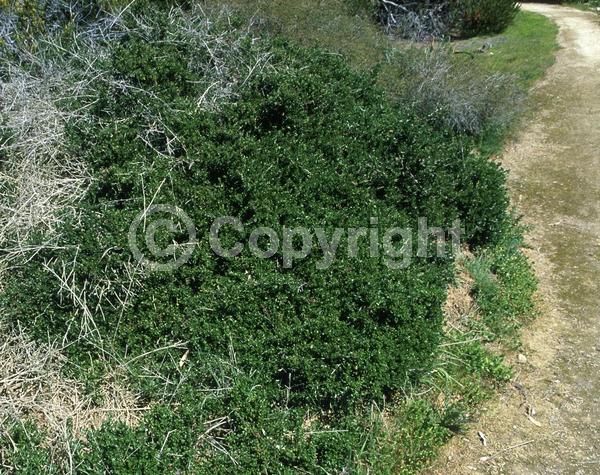 Red blooms; Evergreen; Broadleaf