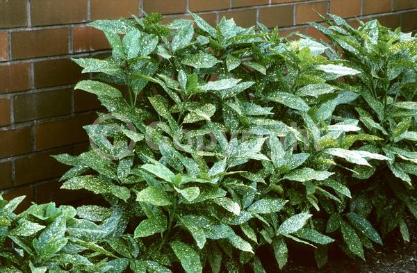 Red blooms; Evergreen; Needles or needle-like leaf