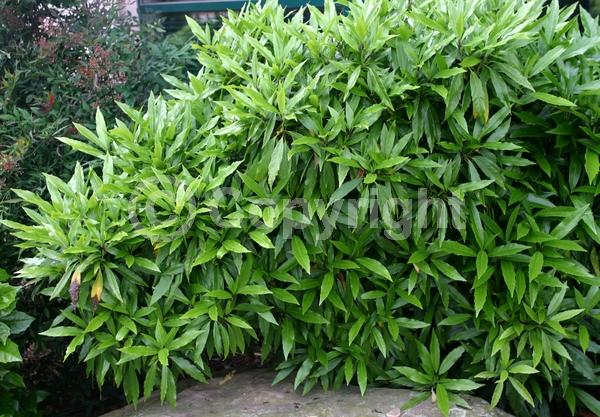 Red blooms; Purple blooms; Evergreen; Broadleaf