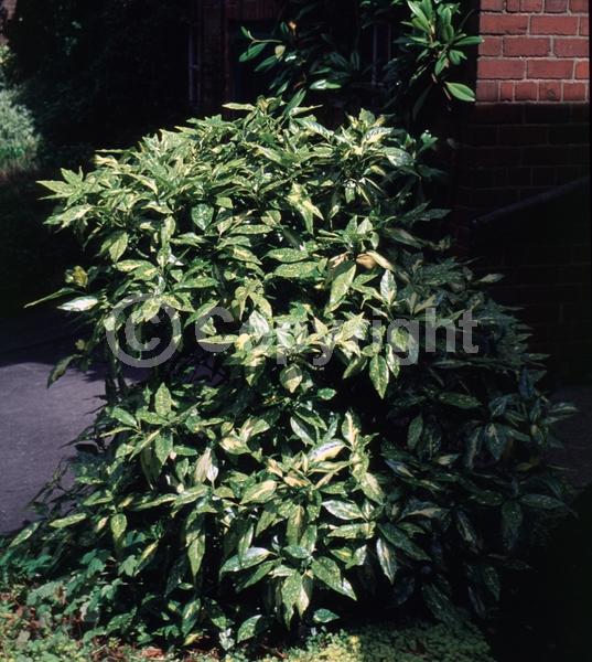 Red blooms; Evergreen; Needles or needle-like leaf