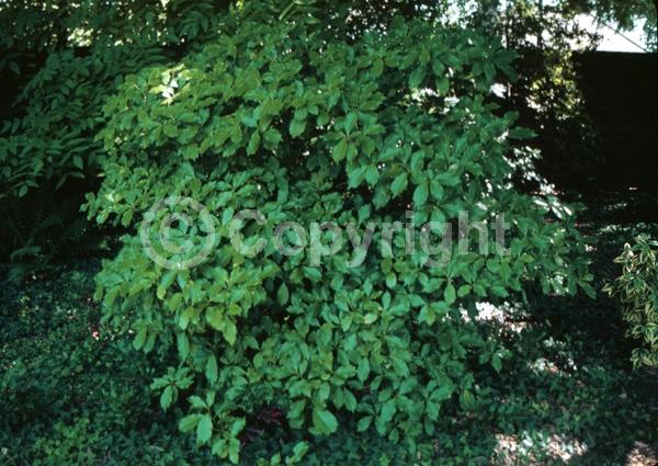Red blooms; Evergreen; Needles or needle-like leaf