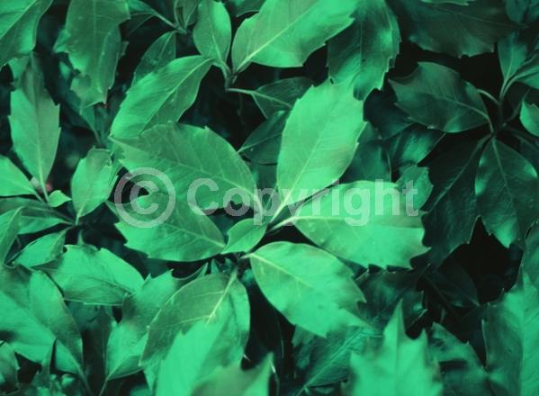 Red blooms; Evergreen; Needles or needle-like leaf