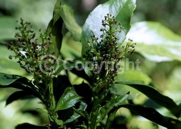 Red blooms; Evergreen; Needles or needle-like leaf