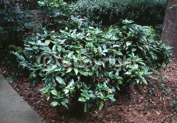 Red blooms; Evergreen; Needles or needle-like leaf