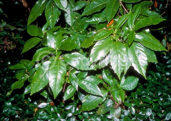 Red blooms; Evergreen; Needles or needle-like leaf