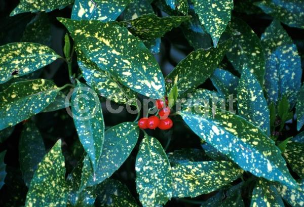 Red blooms; Evergreen; Needles or needle-like leaf