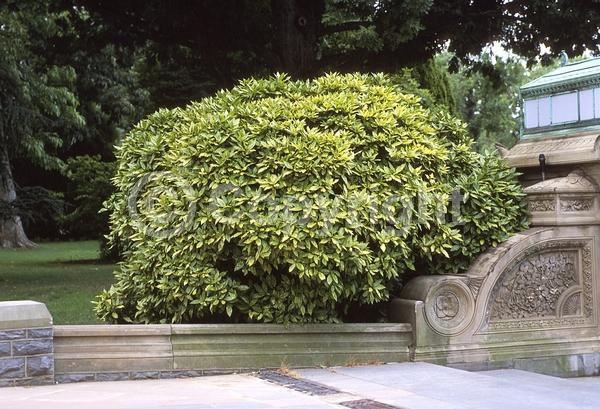 Red blooms; Evergreen; Needles or needle-like leaf