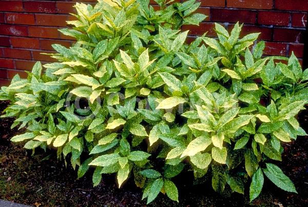 Red blooms; Evergreen; Needles or needle-like leaf