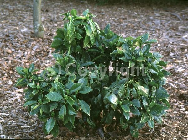 Red blooms; Evergreen; Needles or needle-like leaf