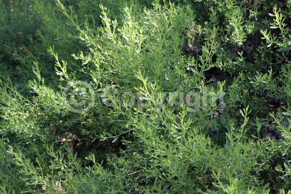 White blooms; Deciduous; Broadleaf; North American Native
