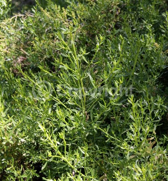 White blooms; Deciduous; Broadleaf; North American Native