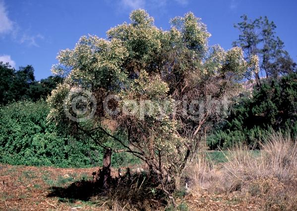 White blooms; Deciduous; Broadleaf; North American Native