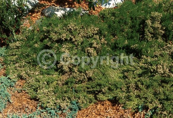 Yellow blooms; White blooms; North American Native