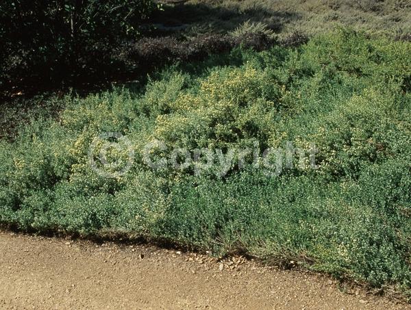 Yellow blooms; White blooms; North American Native