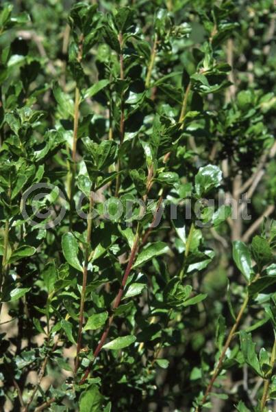 White blooms; Evergreen; North American Native