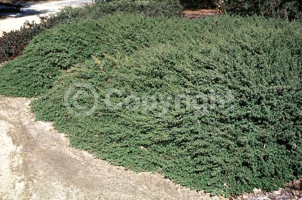 Yellow blooms; White blooms; North American Native