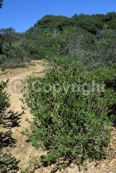 White blooms; Evergreen; North American Native