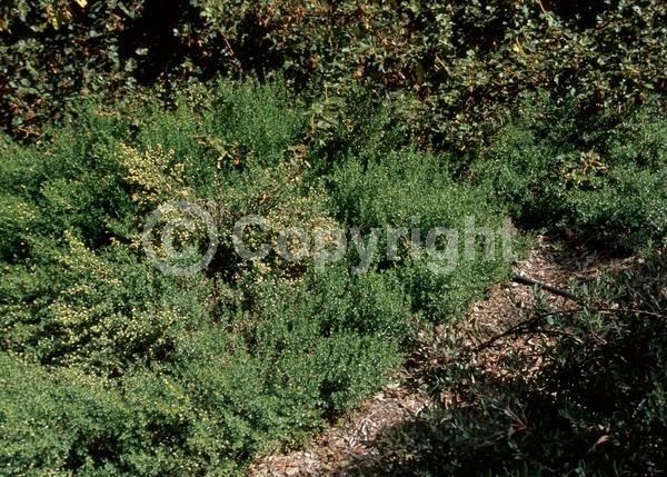 Yellow blooms; White blooms; Evergreen; North American Native