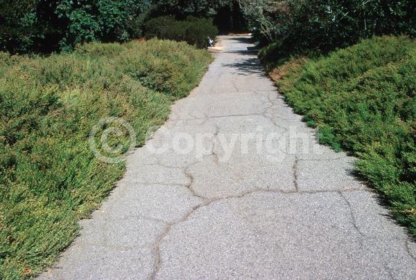 Yellow blooms; White blooms; Evergreen; North American Native