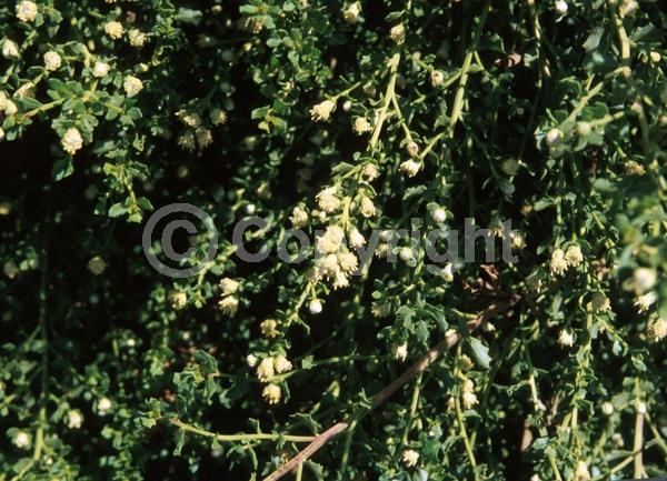 Yellow blooms; White blooms; Evergreen; North American Native