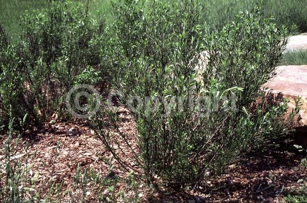 White blooms; Deciduous; Broadleaf; North American Native