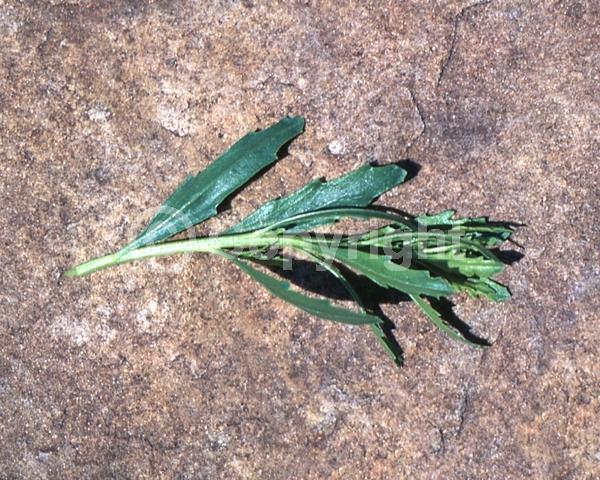 White blooms; Deciduous; Broadleaf; North American Native