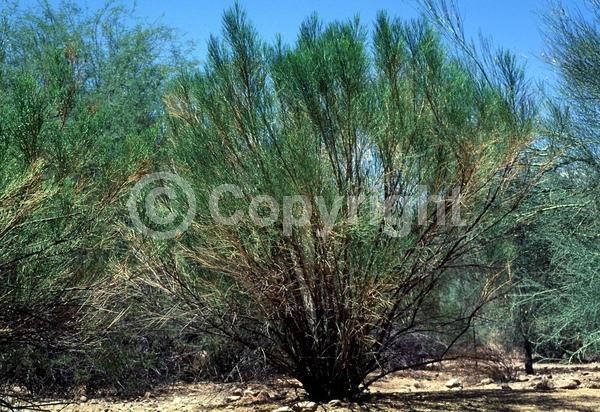 White blooms; Evergreen; Broadleaf; North American Native